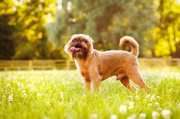 Griffon Bruxellois Dogs Breed - Information, Temperament, Size & Price | Pets4Homes