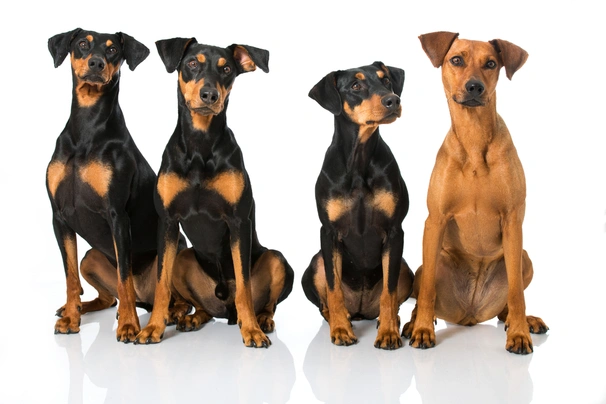 Pinscher Alemán Dogs Raza - Características, Fotos & Precio | MundoAnimalia