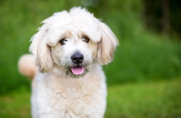Pomapoo Dogs Breed - Information, Temperament, Size & Price | Pets4Homes