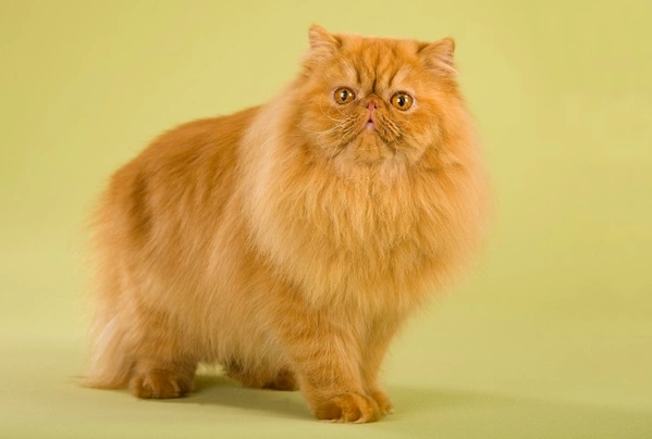 Persian Cats Breed - Information, Temperament, Size & Price | Pets4Homes