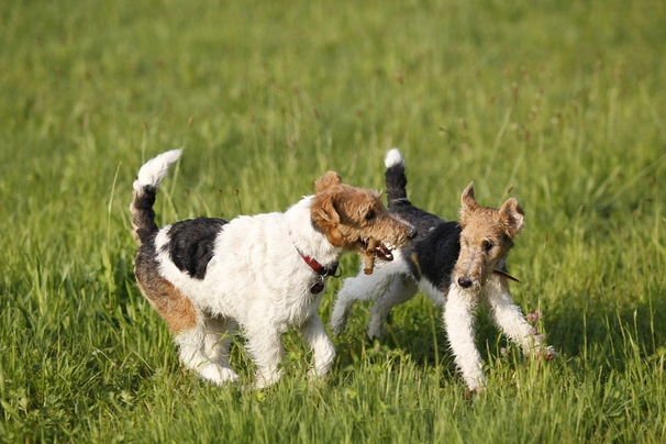 Fox Terrier de Pelo Duro Dogs Raza - Características, Fotos & Precio | MundoAnimalia