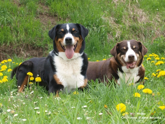 Boyero de Appenzell Dogs Raza - Características, Fotos & Precio | MundoAnimalia