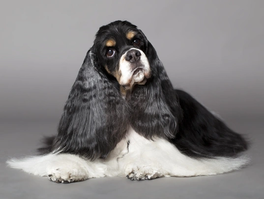 American Cocker Spaniel Dogs Breed - Information, Temperament, Size & Price | Pets4Homes