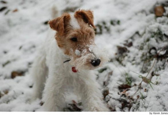 Fox Terrier de Pelo Duro Dogs Raza - Características, Fotos & Precio | MundoAnimalia