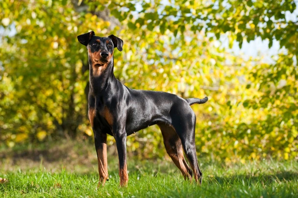 Pinscher Alemán Dogs Raza - Características, Fotos & Precio | MundoAnimalia