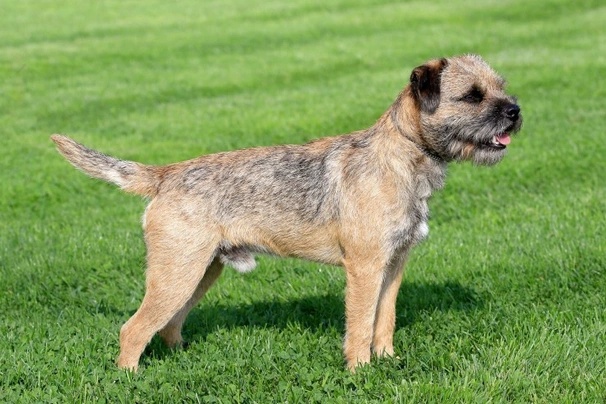Border Terrier Dogs Raza - Características, Fotos & Precio | MundoAnimalia