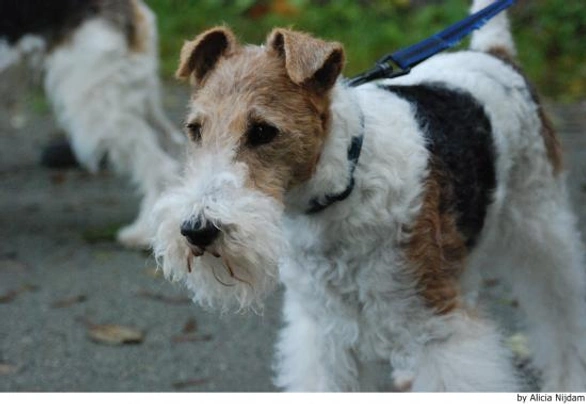Fox Terrier de Pelo Duro Dogs Raza - Características, Fotos & Precio | MundoAnimalia
