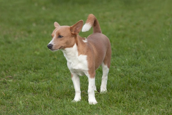 Portuguese Podengo Dogs Breed - Information, Temperament, Size & Price | Pets4Homes