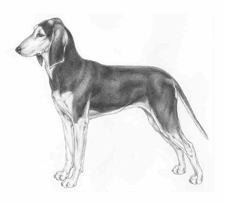 Sabueso Italiano de Pelo Corto Dogs Raza - Características, Fotos & Precio | MundoAnimalia
