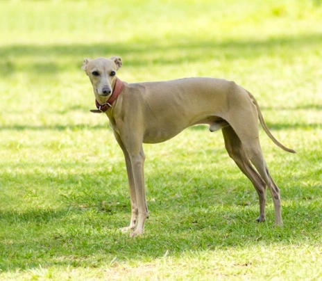 Italian Greyhound Dogs Breed - Information, Temperament, Size & Price | Pets4Homes