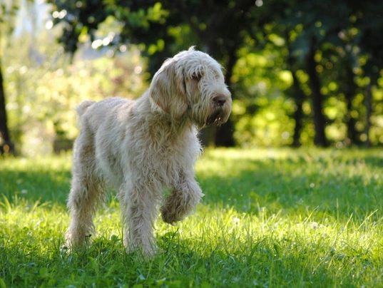 Italian Spinone Dogs Breed - Information, Temperament, Size & Price | Pets4Homes