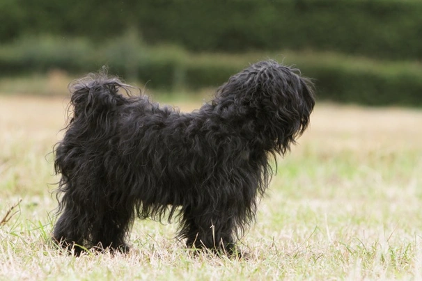 Tibetan Terrier Dogs Breed - Information, Temperament, Size & Price | Pets4Homes