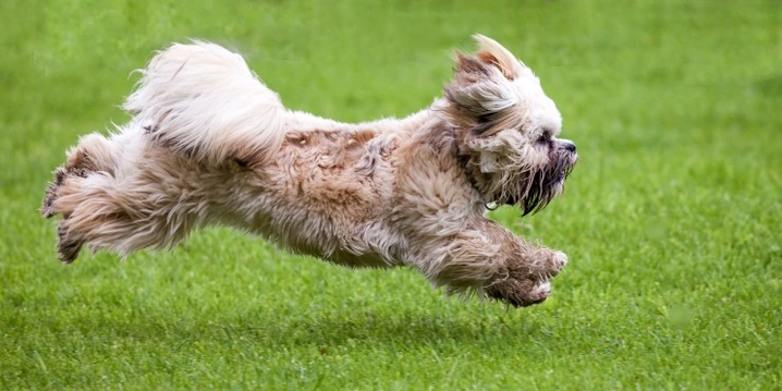 Tibetan Terrier Dogs Breed - Information, Temperament, Size & Price | Pets4Homes