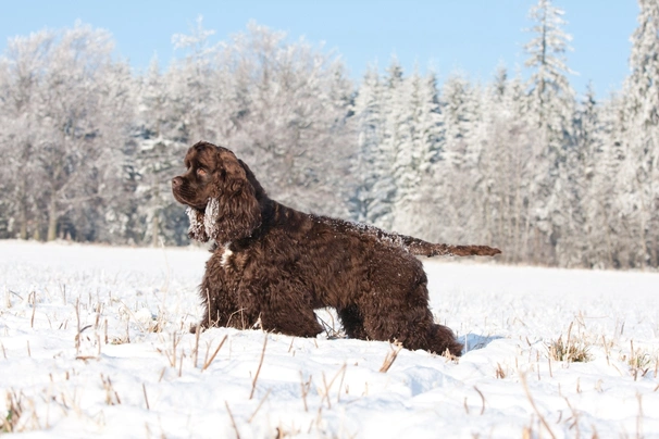 American Cocker Spaniel Dogs Breed - Information, Temperament, Size & Price | Pets4Homes