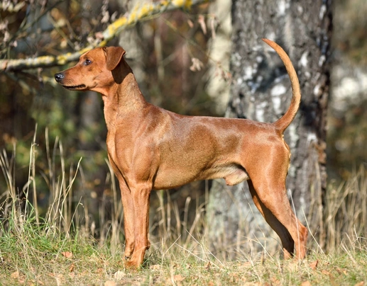 Pinscher Alemán Dogs Raza - Características, Fotos & Precio | MundoAnimalia