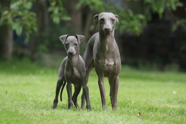 Italian Greyhound Dogs Breed - Information, Temperament, Size & Price | Pets4Homes