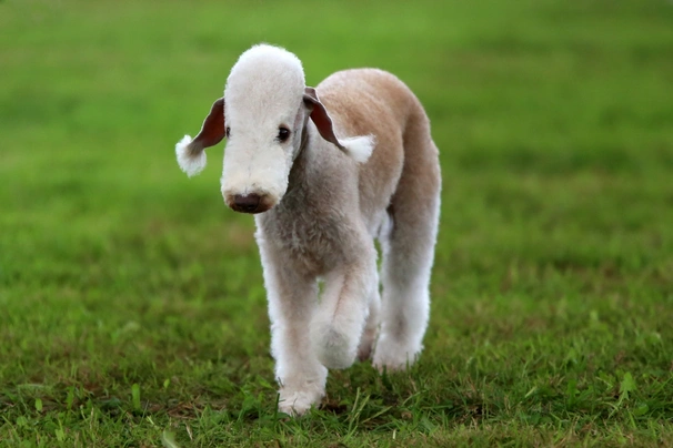 Bedlington Terrier Dogs Breed - Information, Temperament, Size & Price | Pets4Homes