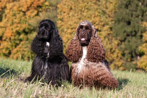 American Cocker Spaniel Dogs Breed - Information, Temperament, Size & Price | Pets4Homes