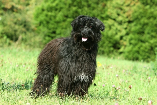 Pyrenean Sheepdog Dogs Breed - Information, Temperament, Size & Price | Pets4Homes