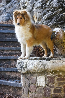 Pastore Scozzese Dogs Razza - Prezzo, Temperamento & Foto | AnnunciAnimali