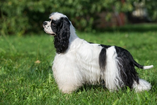 American Cocker Spaniel Dogs Breed - Information, Temperament, Size & Price | Pets4Homes