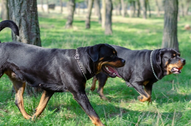 Rottweiler Dogs Raza - Características, Fotos & Precio | MundoAnimalia