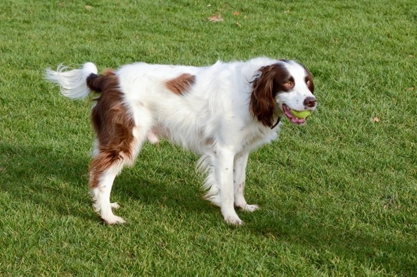 English Springer Spaniel Dogs Breed - Information, Temperament, Size & Price | Pets4Homes