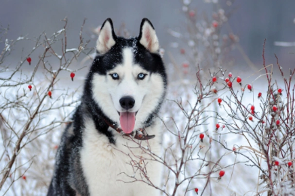 Siberian Husky Dogs Breed - Information, Temperament, Size & Price | Pets4Homes