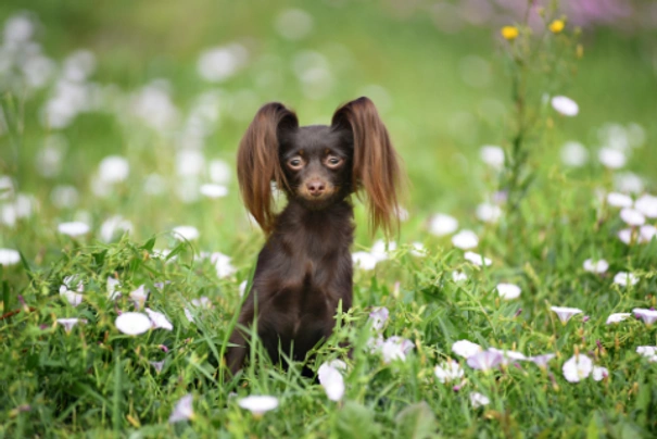 Russian Toy Terrier Dogs Breed - Information, Temperament, Size & Price | Pets4Homes