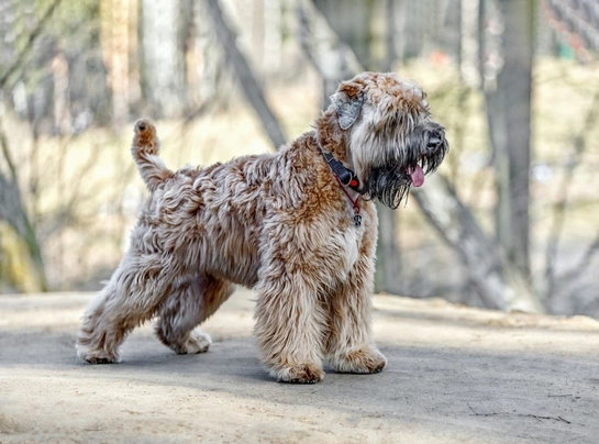 Irish Soft Coated Wheaten Terrier Dogs Raza - Características, Fotos & Precio | MundoAnimalia