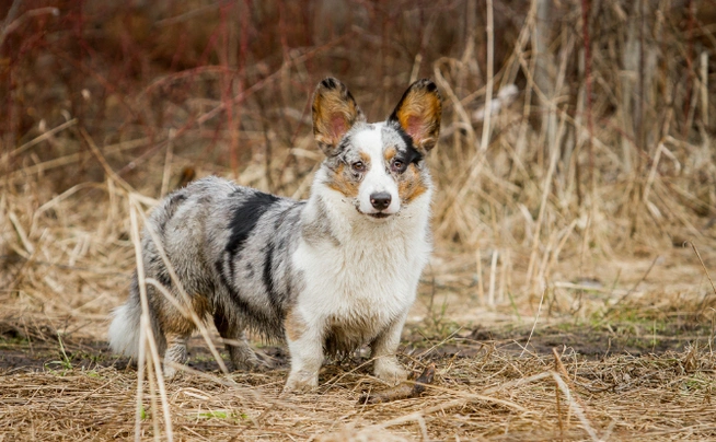 Welsh Corgi Cardigan Dogs Raza - Características, Fotos & Precio | MundoAnimalia