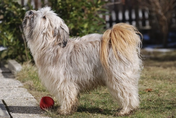 Tibetan Terrier Dogs Breed - Information, Temperament, Size & Price | Pets4Homes