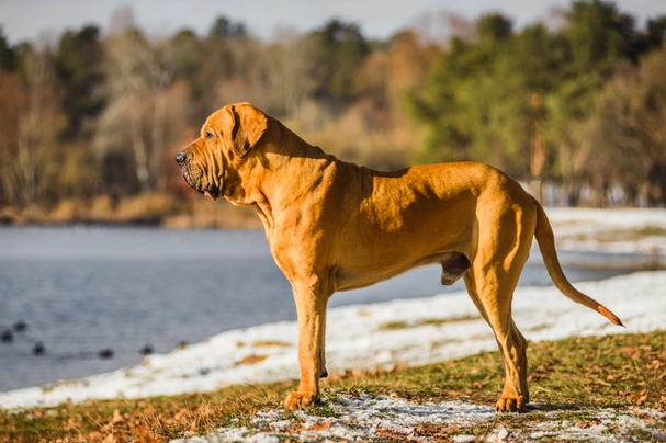 Fila Brasileiro Dogs Raza - Características, Fotos & Precio | MundoAnimalia