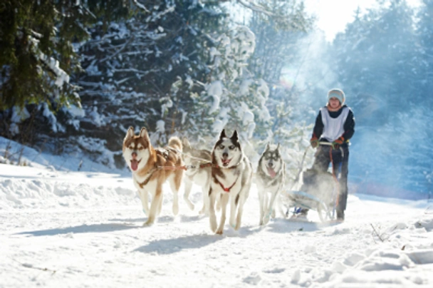 Siberian Husky Dogs Breed - Information, Temperament, Size & Price | Pets4Homes