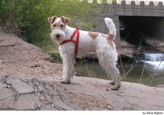 Fox Terrier de Pelo Duro Dogs Raza - Características, Fotos & Precio | MundoAnimalia