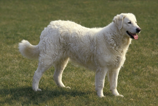 Kuvasz Dogs Raza - Características, Fotos & Precio | MundoAnimalia