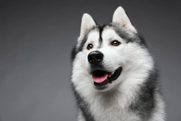 Siberian Husky Dogs Breed - Information, Temperament, Size & Price | Pets4Homes