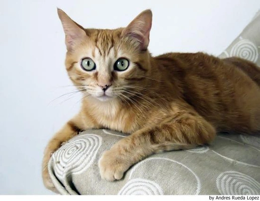 Europeo de Pelo Corto Cats Raza - Características, Fotos & Precio | MundoAnimalia