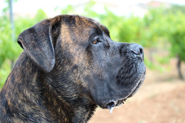 Cane Corso Dogs Raza - Características, Fotos & Precio | MundoAnimalia