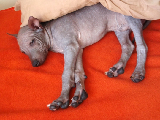 Perro Sin Pelo de Perú Dogs Raza - Características, Fotos & Precio | MundoAnimalia
