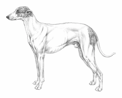 Levriero Dogs Razza - Prezzo, Temperamento & Foto | AnnunciAnimali