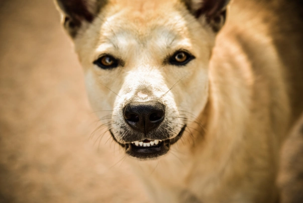 Thai Ridgeback Dogs Breed - Information, Temperament, Size & Price | Pets4Homes
