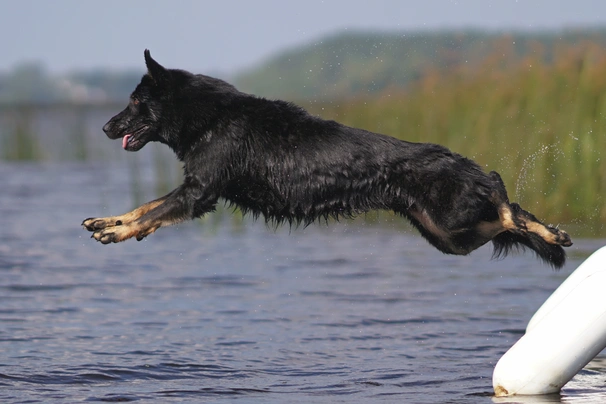 German Shepherd Dogs Breed - Information, Temperament, Size & Price | Pets4Homes
