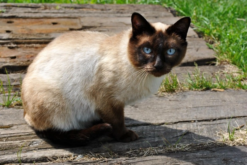 Siamese
