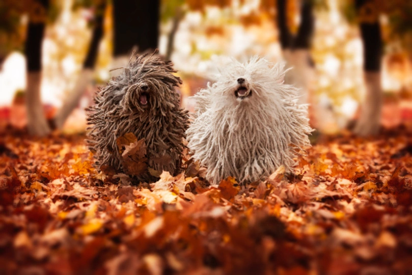 Hungarian Puli