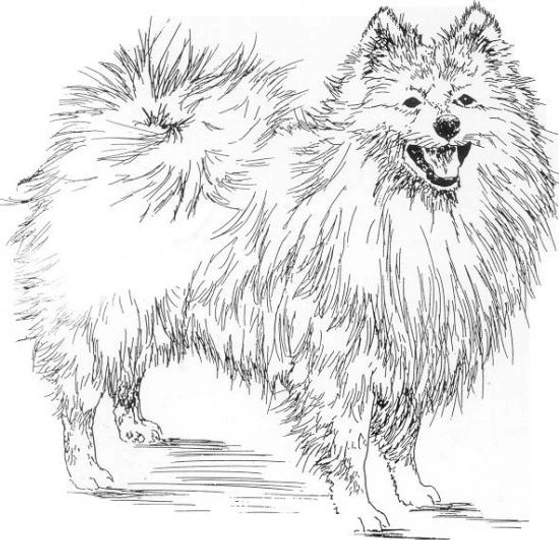 Spitz mediano - Mittelspitz