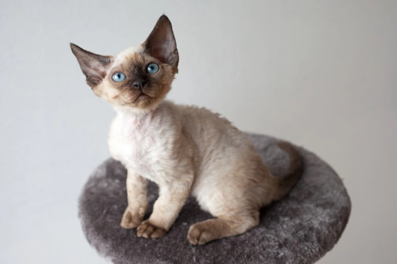 Devon Rex