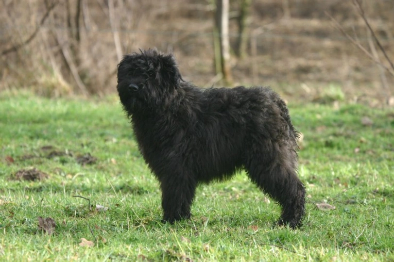 Bouvier Des Flandres