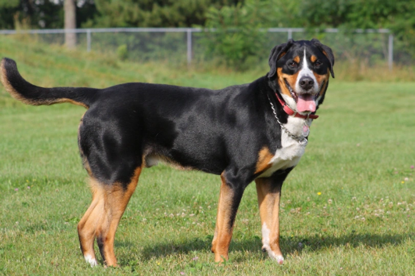 Greater Swiss Mountain Dog