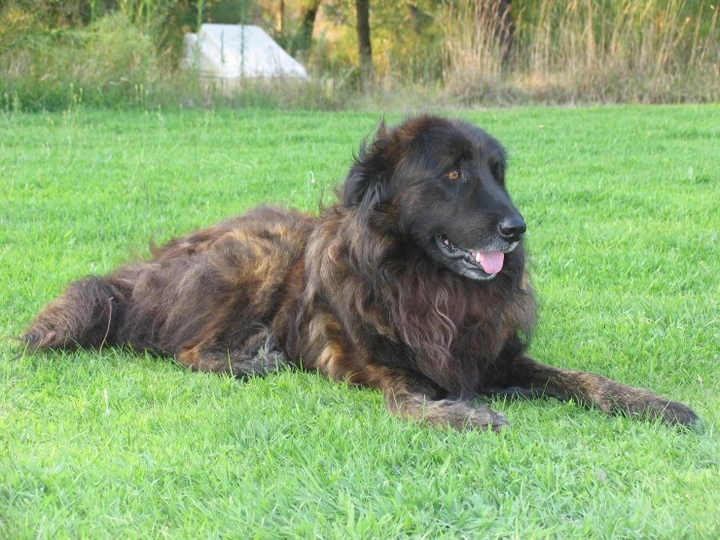 Estrela Mountain Dog